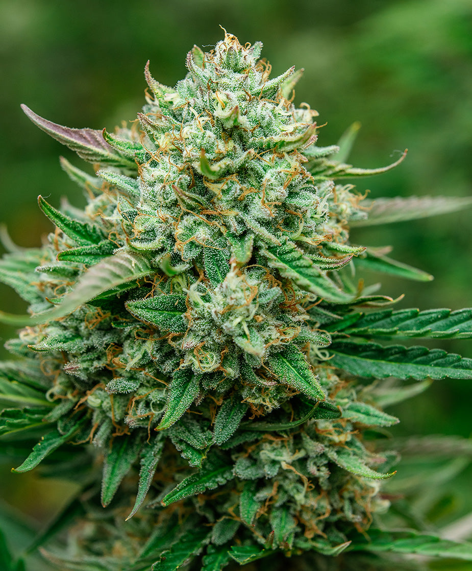 Atlas Seed - Froot by the Foot Autoflower - Fem Auto 3pk