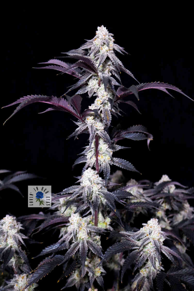 Lovin In Her Eyes - Blueberry Rose - 10 Fem Seeds