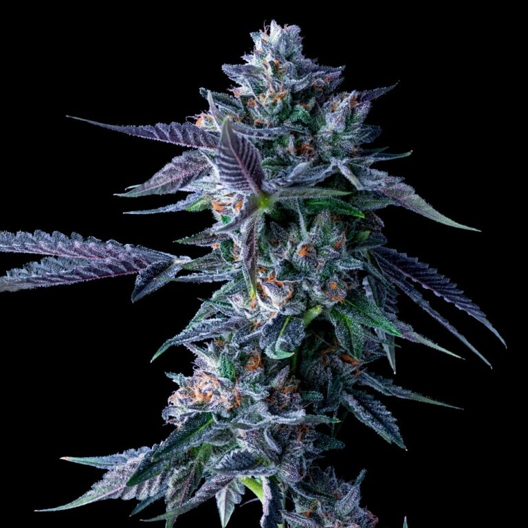 DNA Genetics - Chocolope - 5 Fem Photo seeds