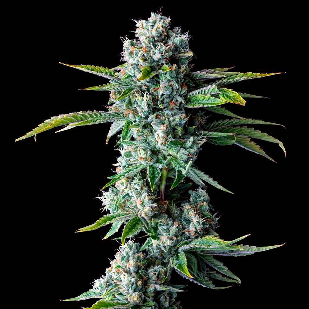 DNA Genetics - Skywalker Kush - 5 Fem Photo seeds