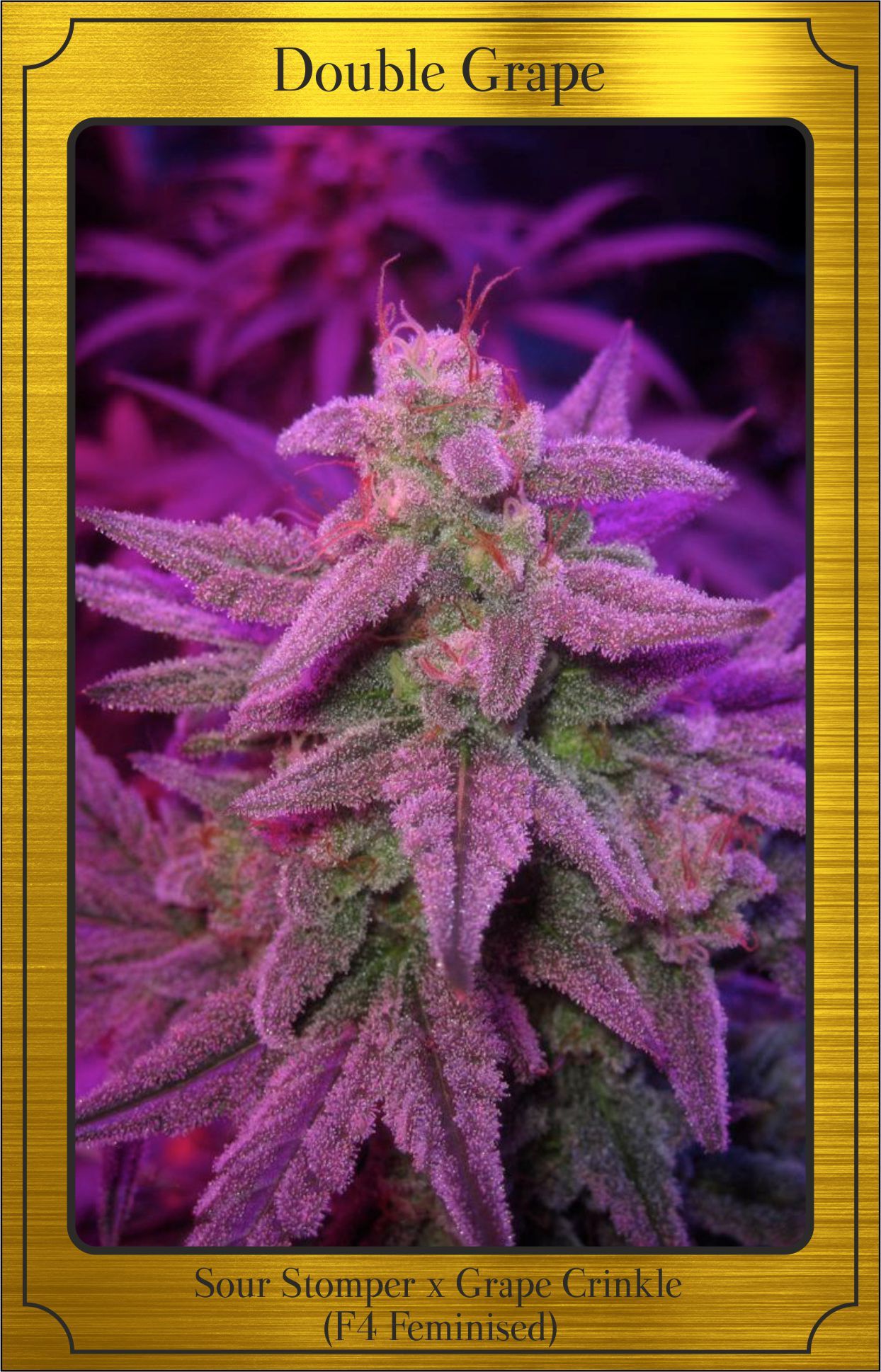 Mephisto Genetics - Double Grape - 3 Fem Auto Seeds