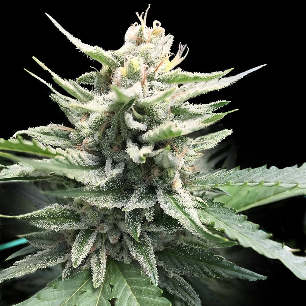 DNA Genetics - Honey Banana S1 - 5 Fem Photo seeds