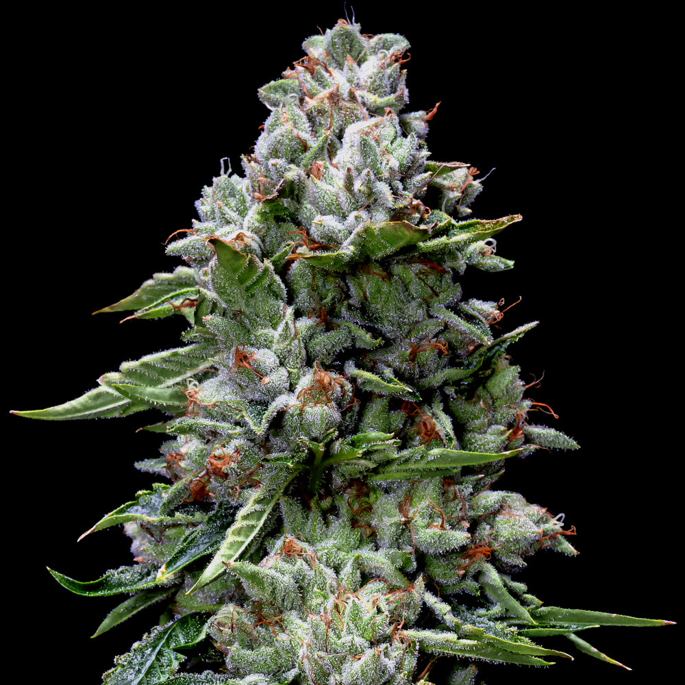 DNA Genetics - Kosher Kush - 5 Fem Photo seeds
