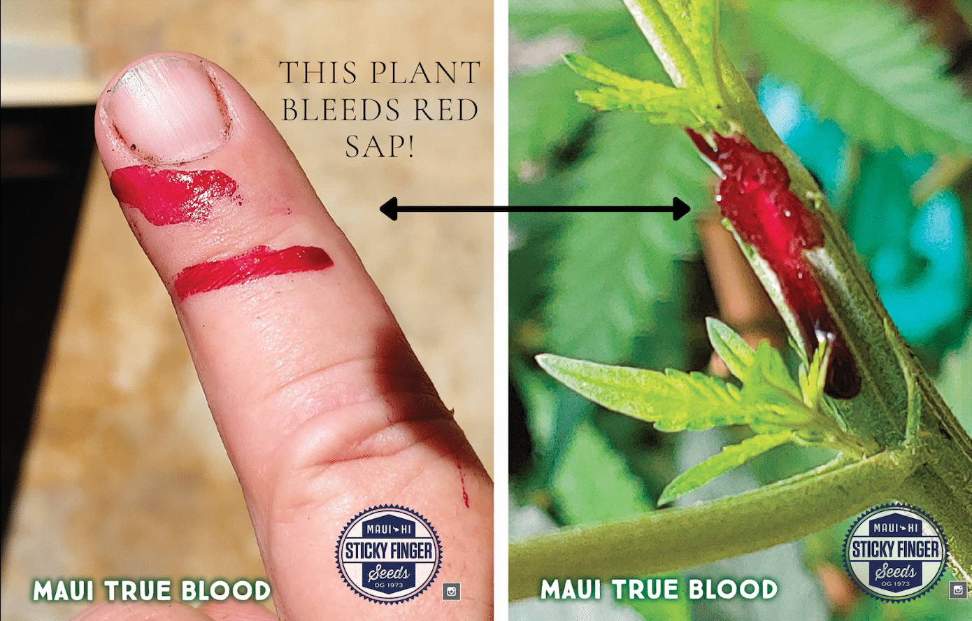 Sticky Finger Seeds - Maui True Blood - 15 Regular Seeds