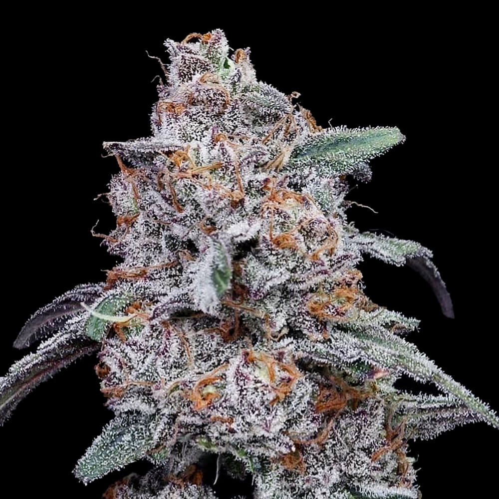 DNA Genetics - Purple People Eater - 5 Autoflower seeds