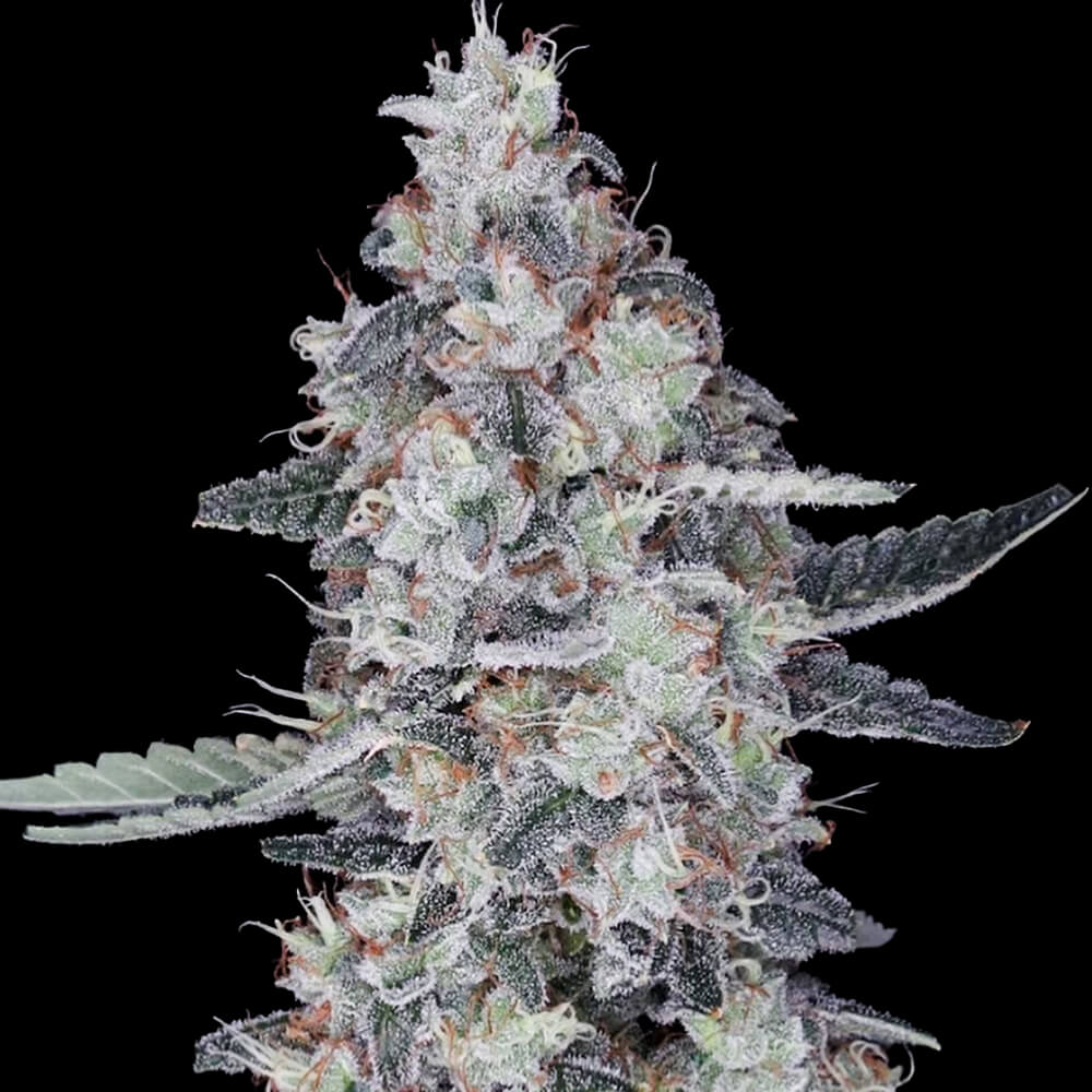 DNA Genetics - Patrick Swayze - 5 Autoflower seeds