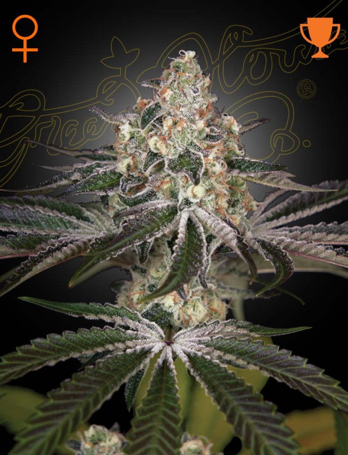 Green House Seed Co - White Widow - 3 Fem Seeds
