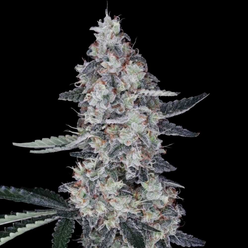 DNA Genetics - Watermelon Man - 5 Autoflower seeds