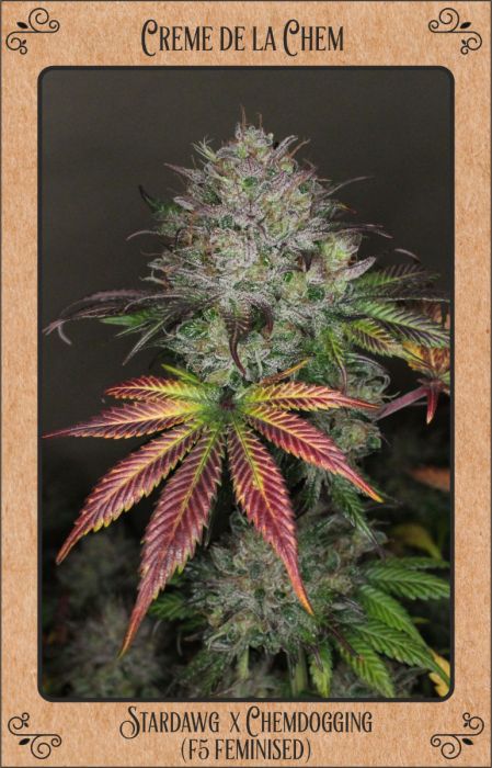 Mephisto Genetics - Creme De La Chem - 3 Fem Auto Seeds