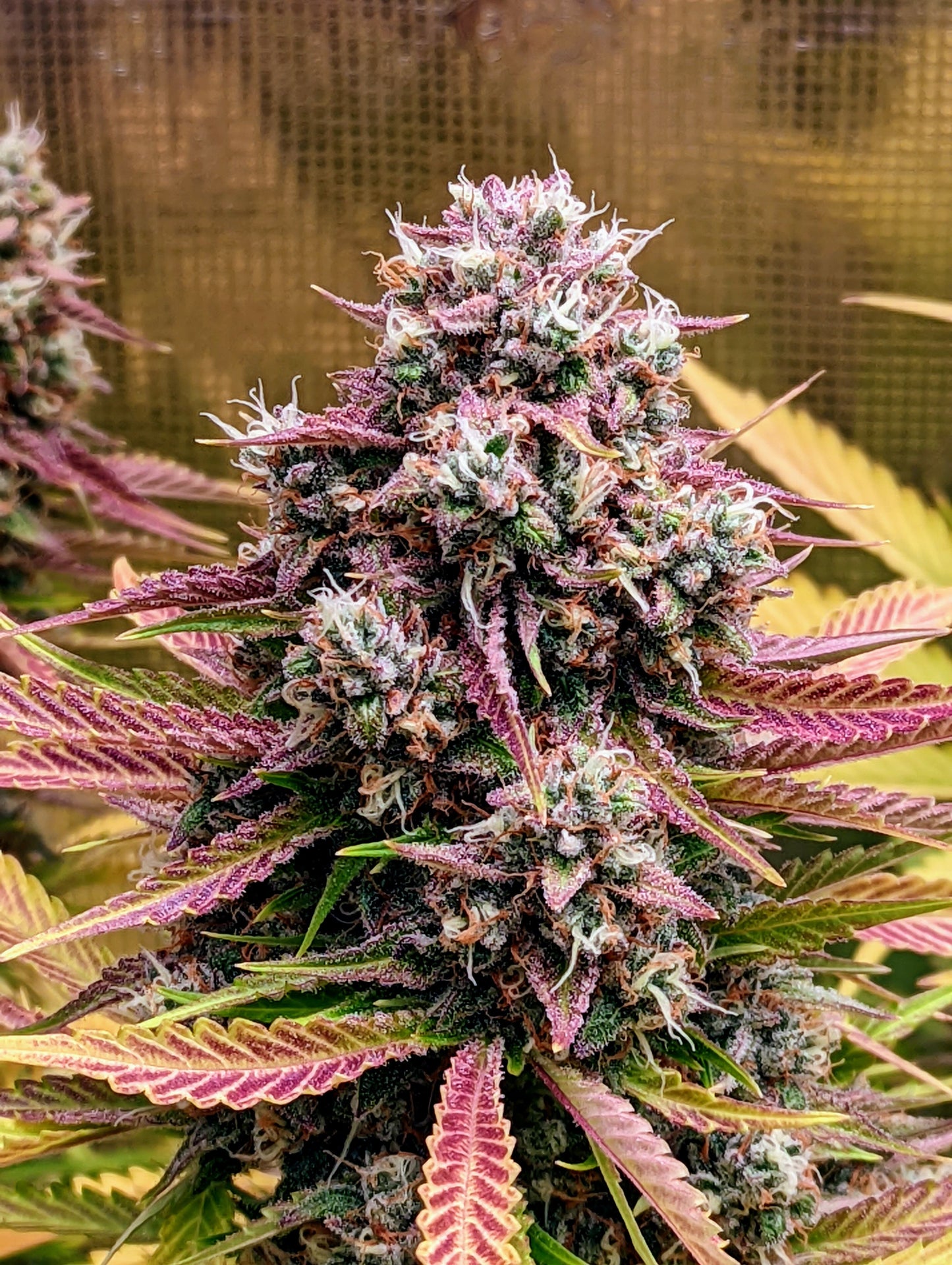 Mephisto Genetics - Deez Nuggs - 3 Fem Auto Seeds