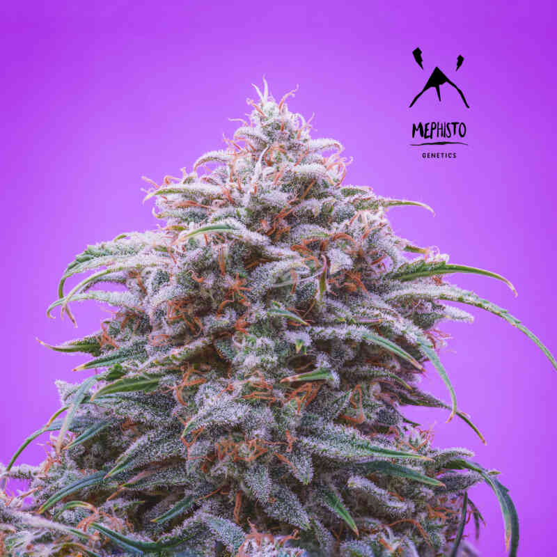 Mephisto Genetics - Double Grape - 3 Fem Auto Seeds