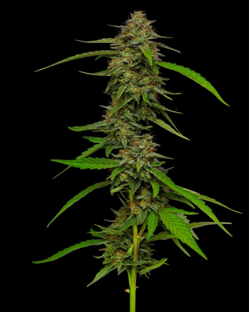 Humboldt Seed Company - Strawberry Cheesecake 10 Feminized Seeds
