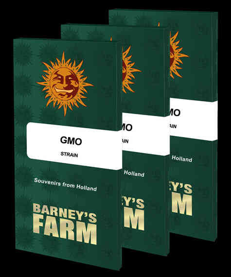 Barney's Farm GMO Feminized 3pk