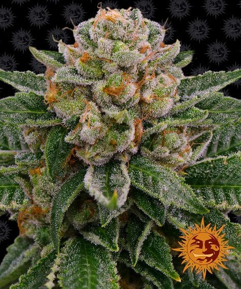 Barney's Farm Skywalker Feminized Auto 10pk
