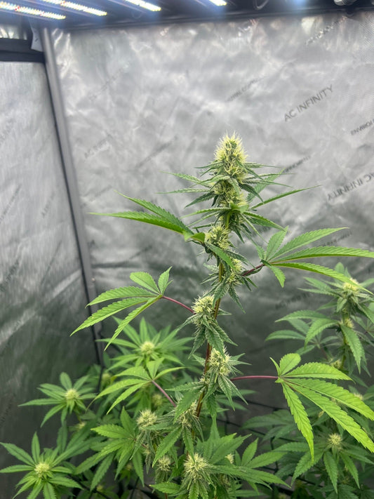 We're gonna grow weed REALLY soon