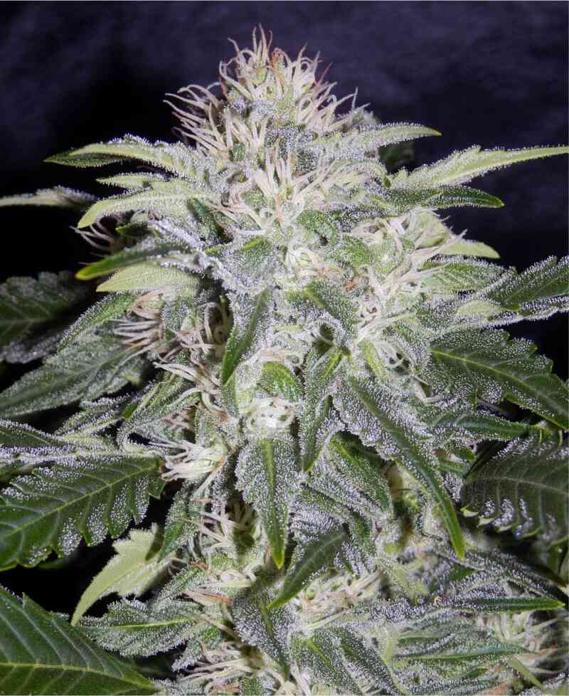 Mephisto Genetics - 24 Carat 3-pack