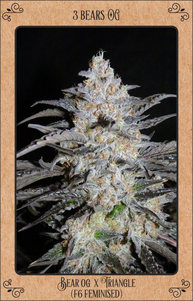 Mephisto Genetics - Bears OG 3 Feminized Seeds