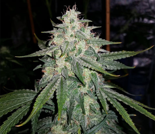 Mephisto Genetics - 4 Assed Monkey 3 Feminized Seeds