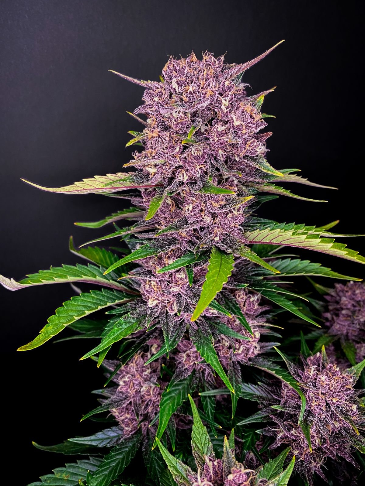 Fastbuds - Purple Lemonade Auto - Fem Auto 3 pk