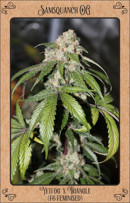 Mephisto Genetics - Samsquanch OG 3 Feminized Seeds
