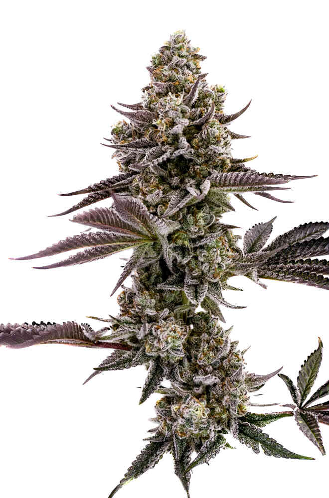 Humboldt Seed Company - Blueberry Cupcake - 5 Feminized Seeds