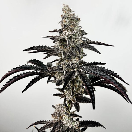 Exotic Genetix - Black Patronus - 6 pack Feminized