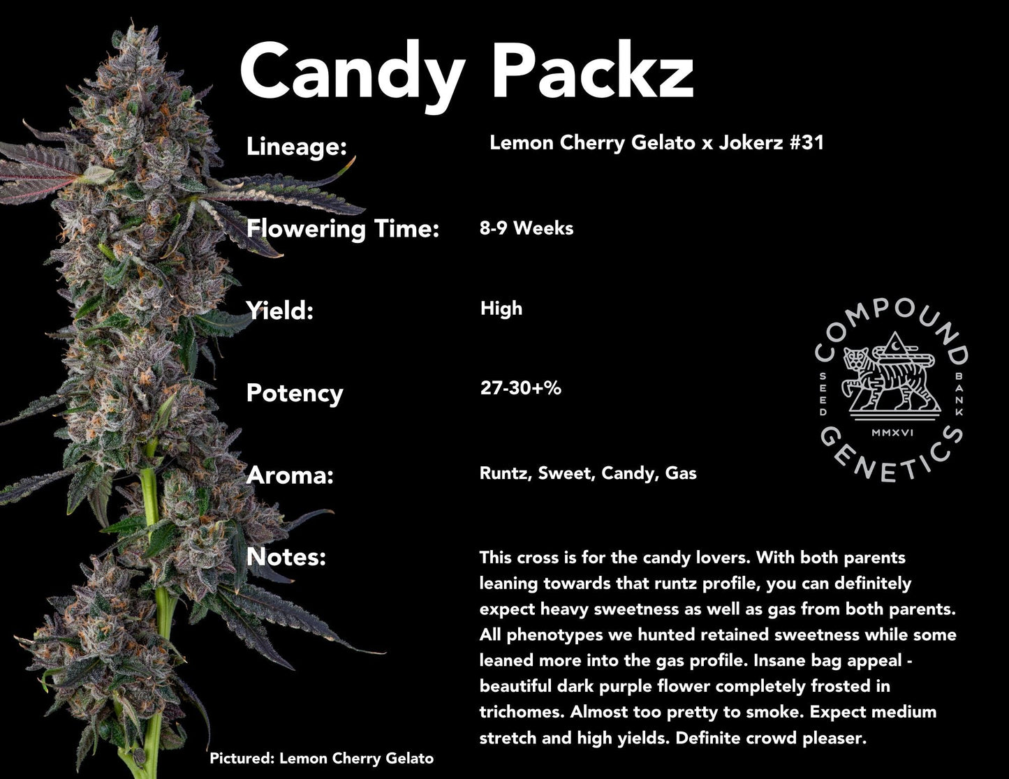 Compound Genetics - Candy Packz 3 Feminized Seeds