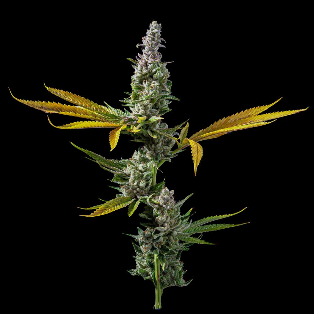 DNA Genetics - Strawberry Banana S1 - 5 Fem Photo seeds