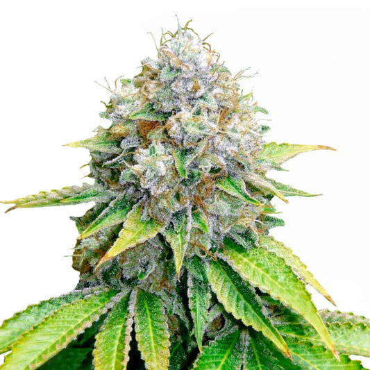 Royal Queen - O.G. Kush - Fem 3pk