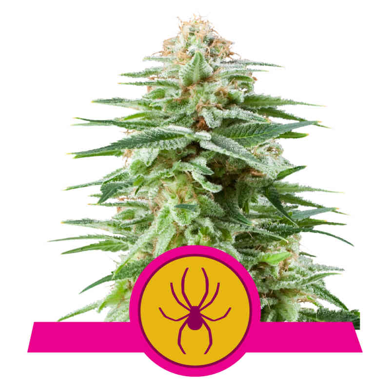 Royal Queen White Widow Fem 3