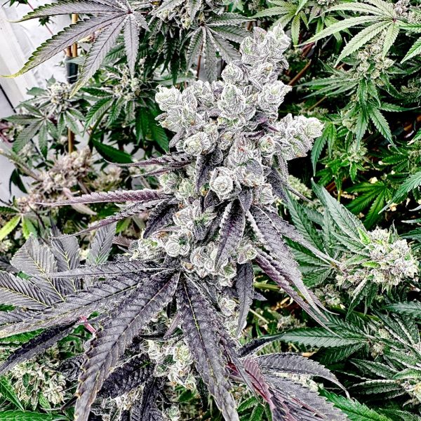 Exotic Genetix - Grape Gary - 6 pack Feminized