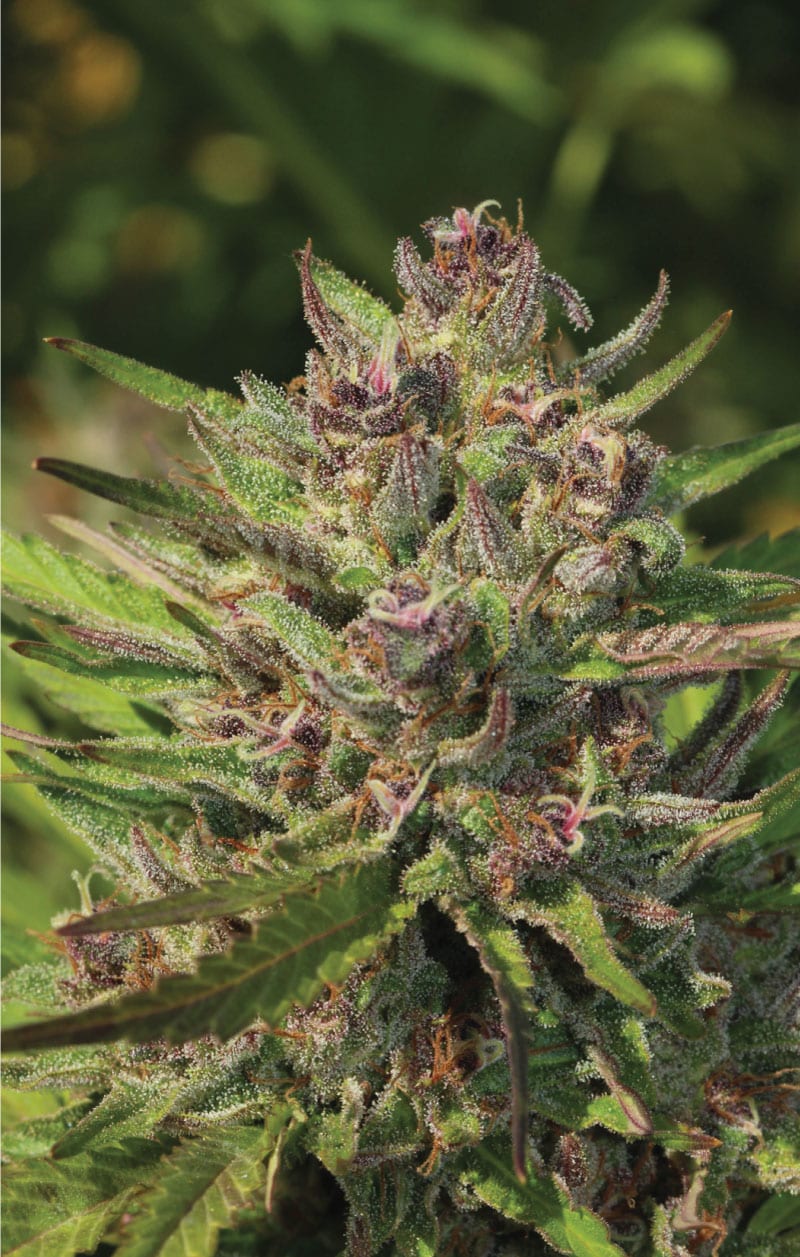 Humboldt Seed Company - Purple Panty Dropper (PPD) Autoflower Seeds