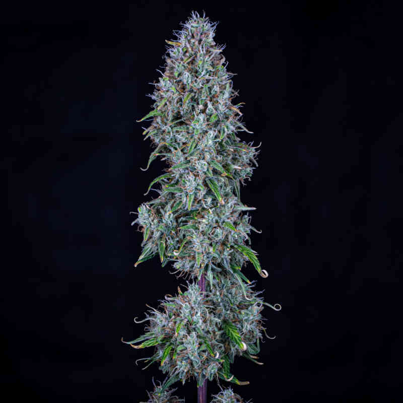 Mephisto Genetics - Hubbabubbasmelloscope - Fem Auto 3-pack