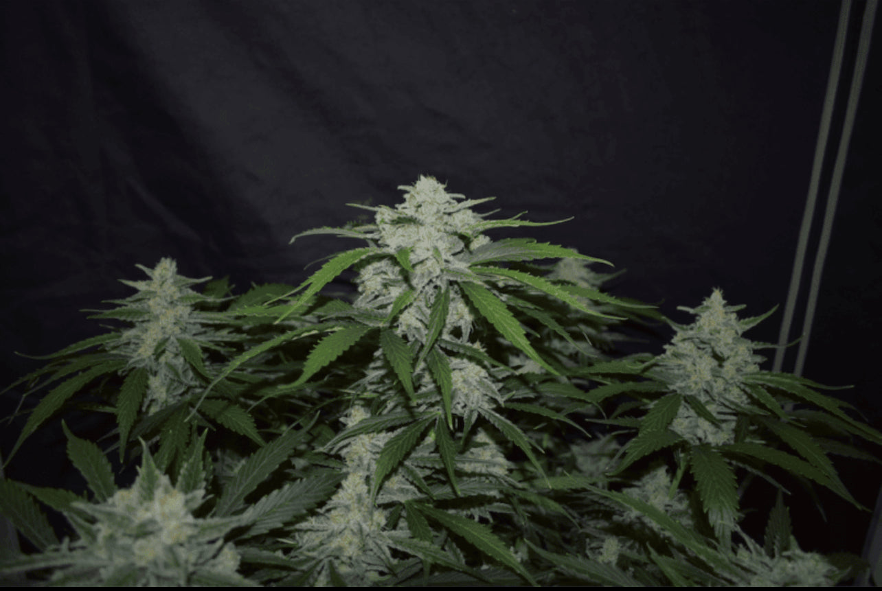 Mephisto Genetics - Fugue State 3pk Feminized Seeds