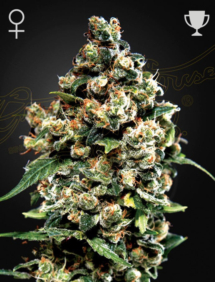 Green House Seed Co - Jack Herer - 3 Fem Seeds