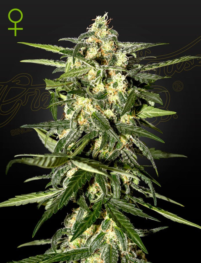 Green House Seed Co - Jack Herer Auto - 3 Fem Auto Seeds