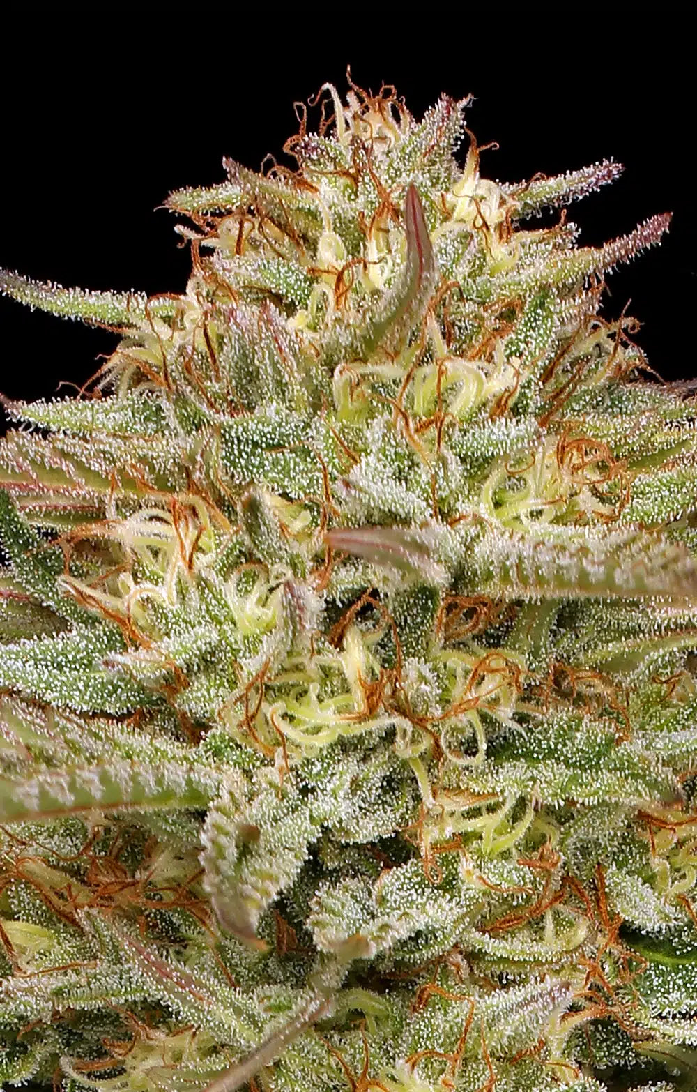 Humboldt Seed Company - Orange Creampop - 5 Fem Photo Seeds