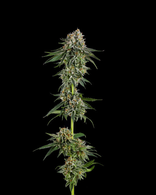 Compound Genetics - OC Oranges [THE MENTHOL DROP] 3 Feminized Seeds