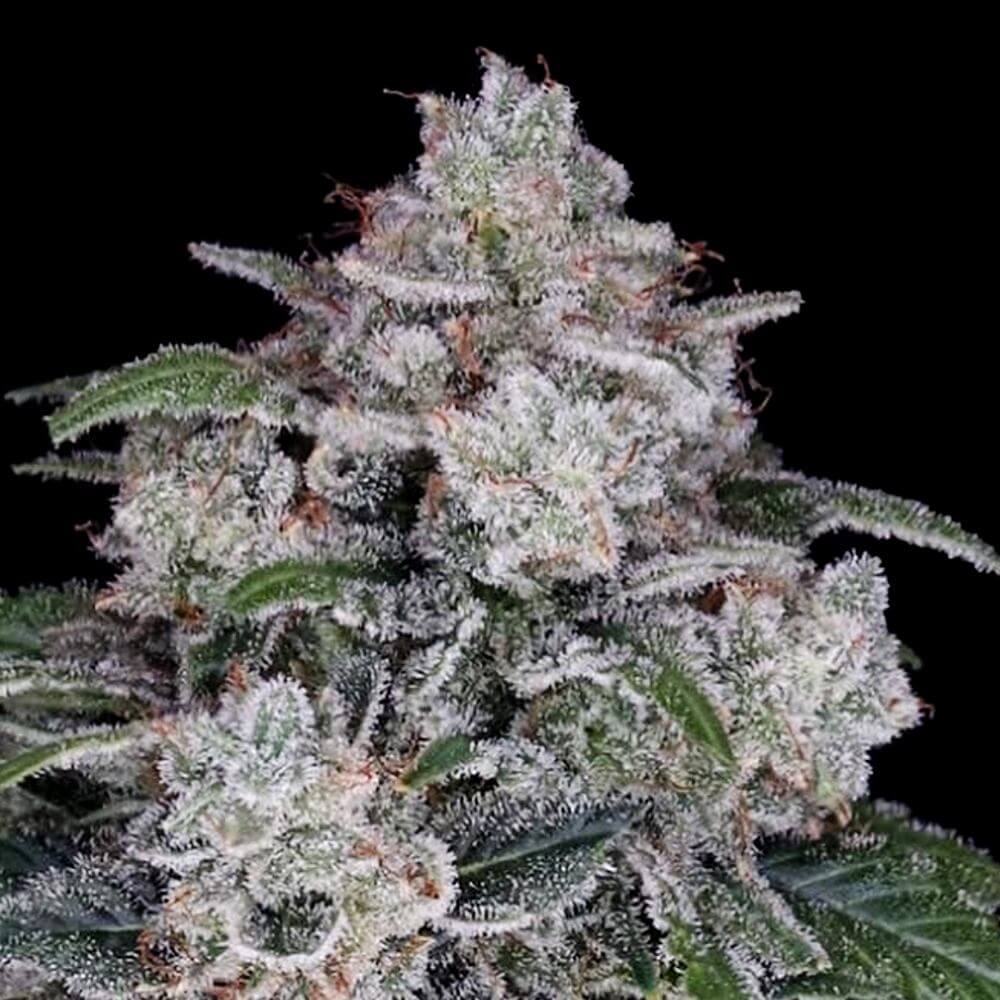 DNA Genetics - Return of the Mac - 5 Autoflower seeds