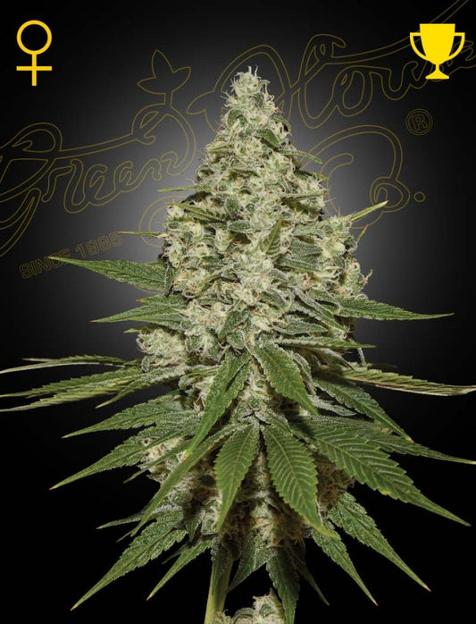 Green House Seed Co - Super Lemon Haze - 3 Fem Seeds