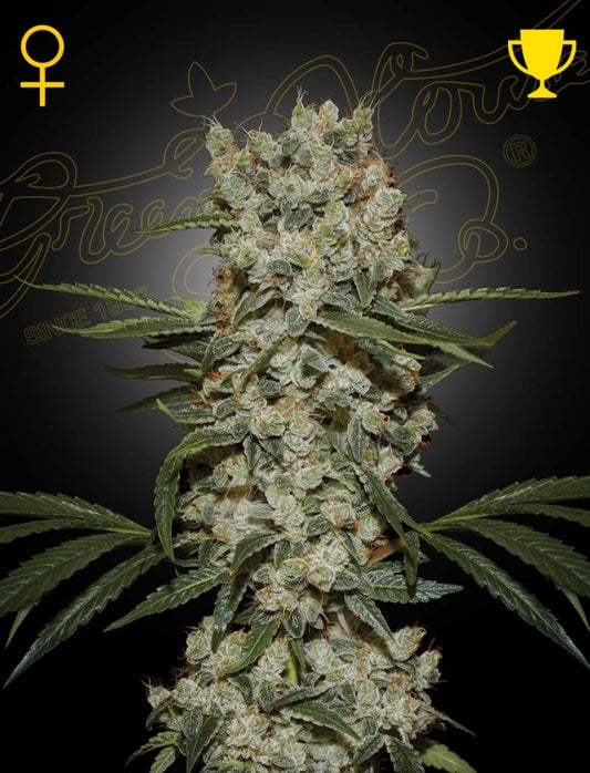 Green House Seed Co - Super Silver Haze - 3 Fem Seeds