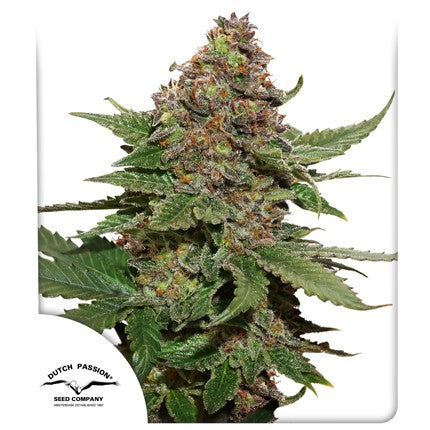 Dutch Passion - Strawberry Cough Feminized 3 Pack