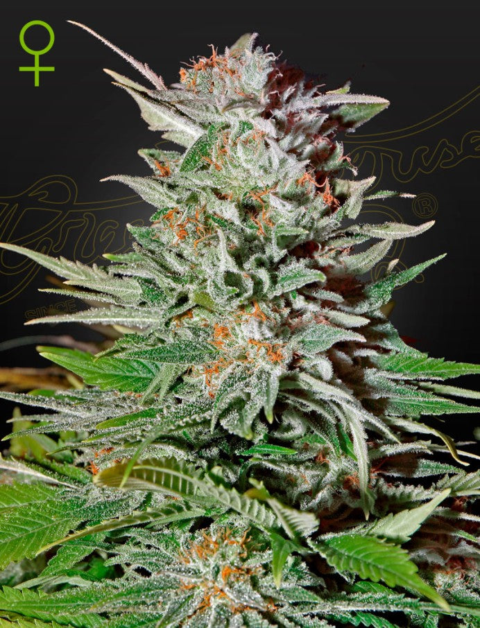 Green House Seed Co - White Widow Auto - 3 Fem Auto Seeds