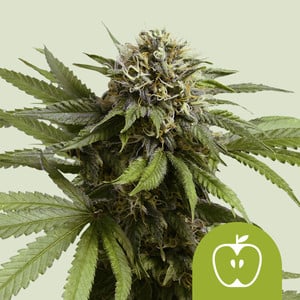 Royal Queen - Apple Fritter - Auto 3pk