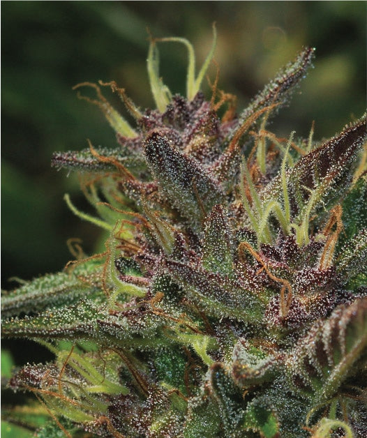 Humboldt Seed Company - Blueberry Muffin - 5 Feminized Seeds