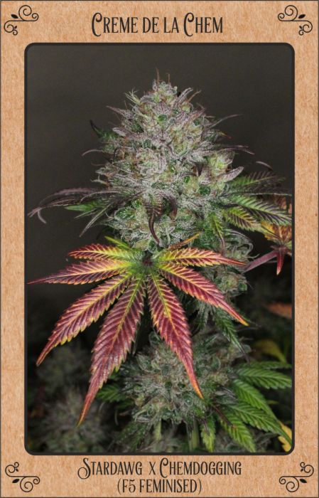 Mephisto Genetics - Creme De La Chem 3 Feminized Seeds