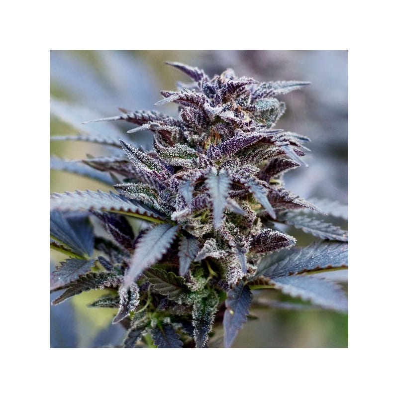 Dutch Passion - Durban Poison Feminized 3 Pack