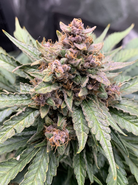 Mephisto Genetics - Forgotten Strawberries - 3 Fem Auto Seeds