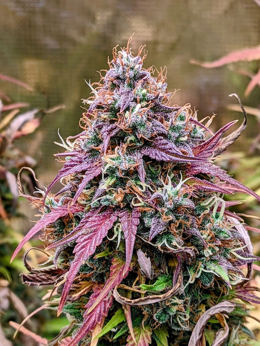 Mephisto Genetics - Grizzly Crinkle - 3 Fem Auto Seeds