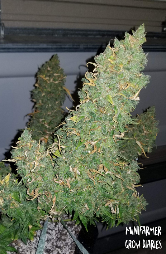 Mephisto Genetics - Heisenberg Special - 3 Fem Auto Seeds